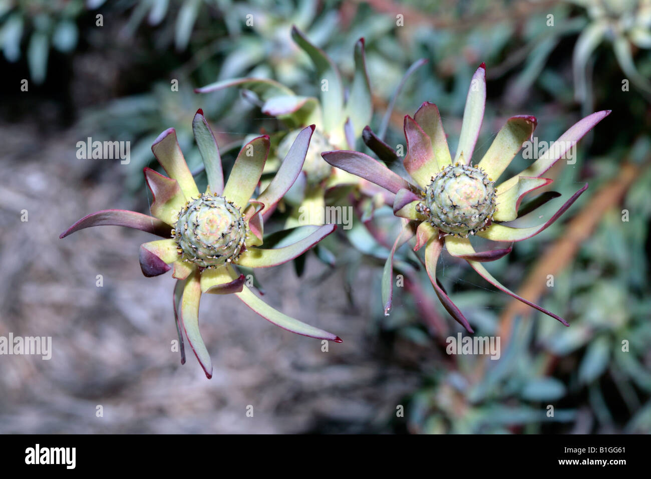 Female Common Sunshine Conebush-Leucadendron salignum-Family Proteaceae Stock Photo