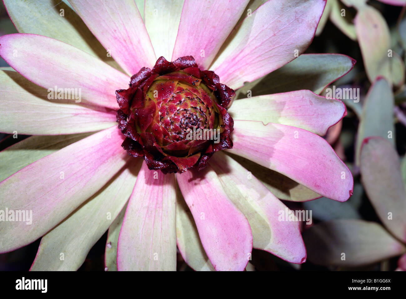 Spicy Conebush male flower - Leucadendron tinctum-Family Proteaceae Stock Photo