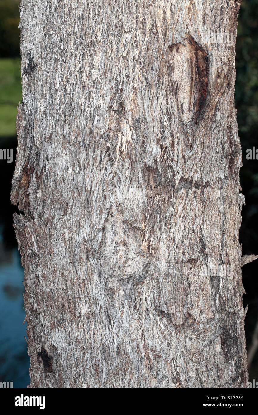 White Box Tree Bark-Eucalyptus albens- Family Myrtaceae Stock Photo