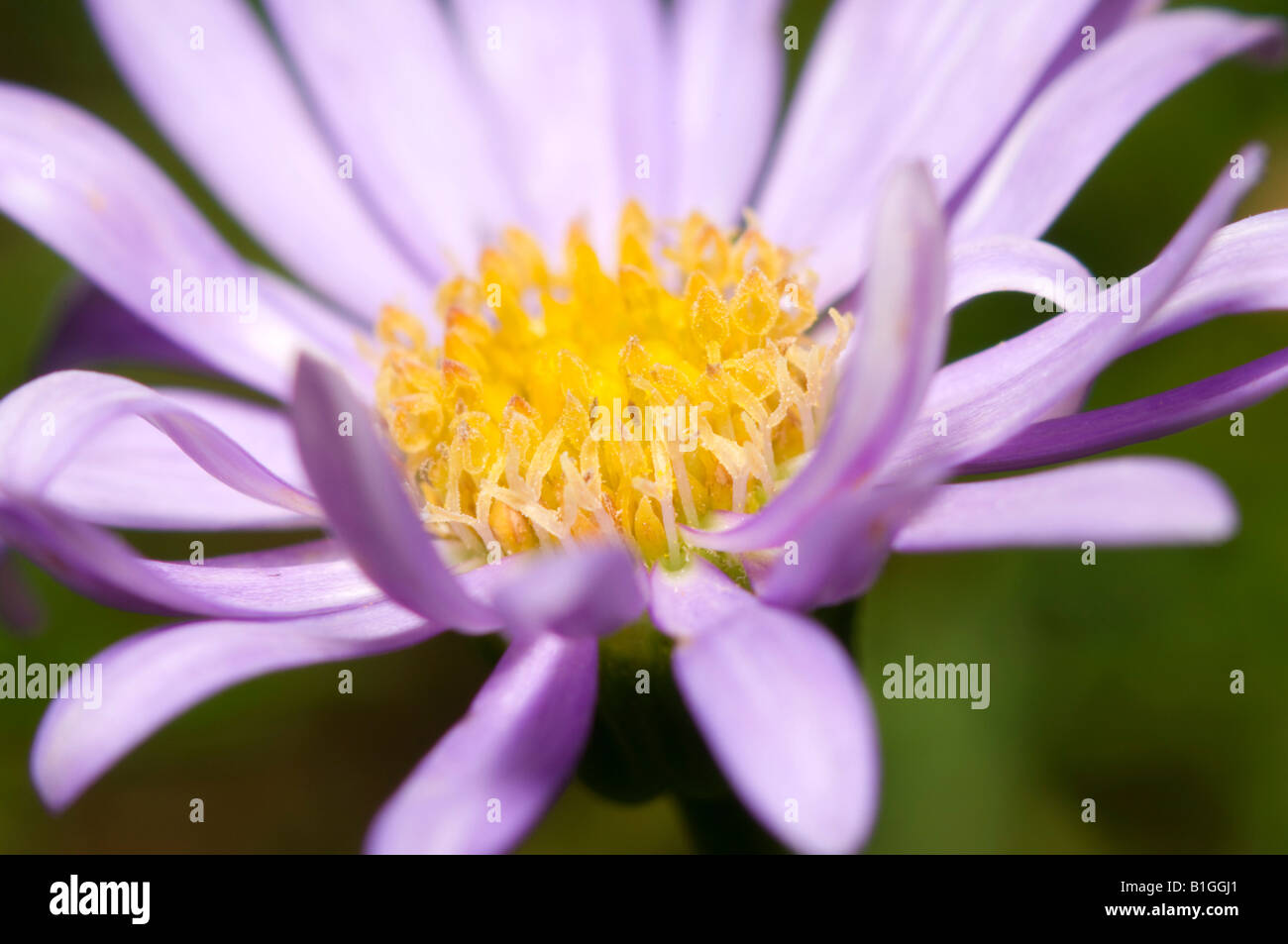 Native Australian purple daisy flower Stock Photo