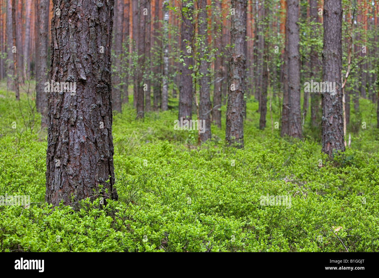 Dense pine forest hi-res stock photography and images - Alamy