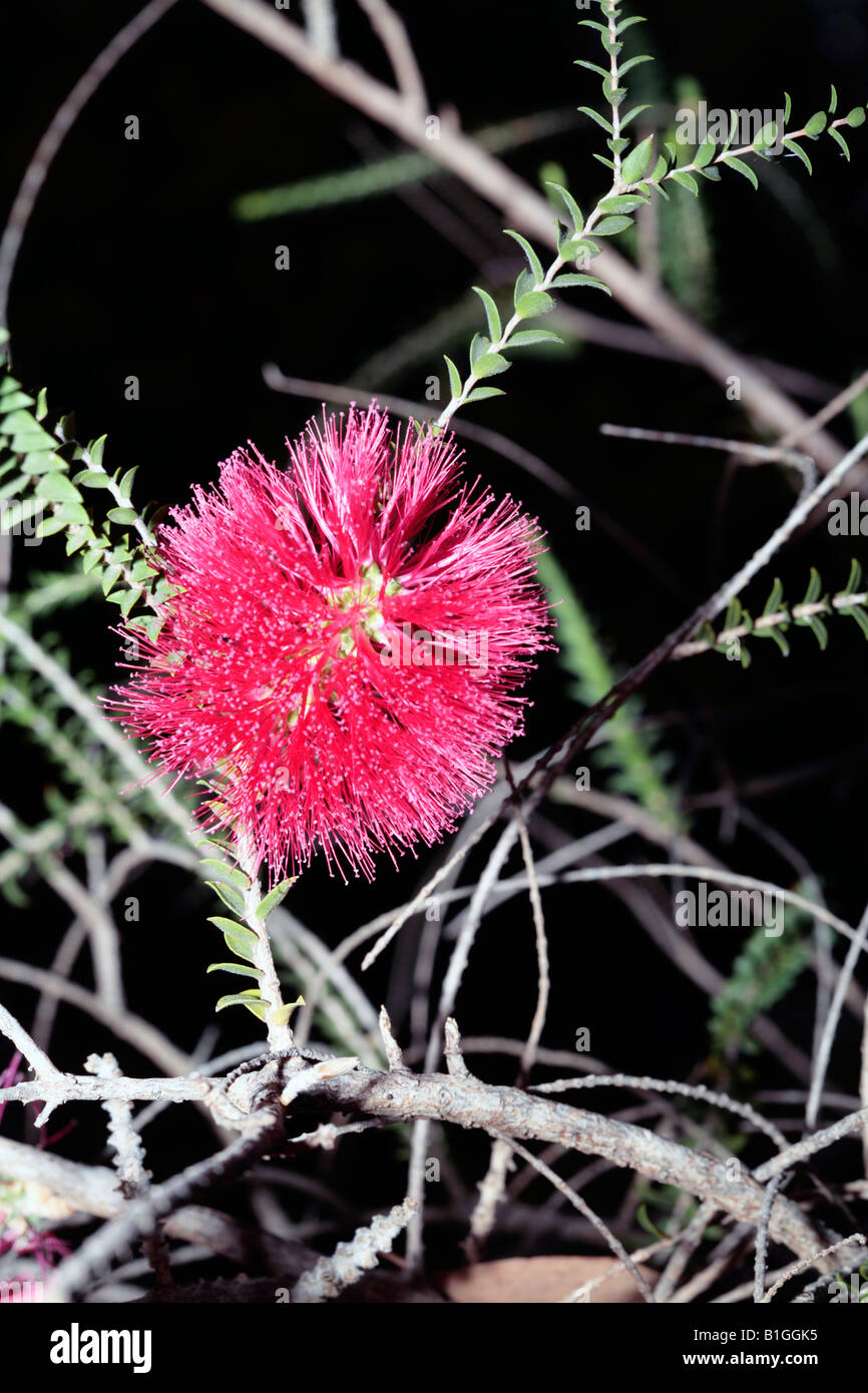 Goldfields Bottlebrush - Melaleuca coccinea-Family Myrtaceae Stock Photo