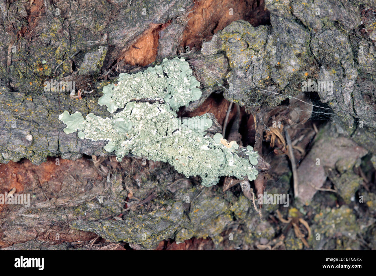 Thallus foliose, green-grey lichen of Genus Xanthoparmelia- Family Parmeliaceae Stock Photo