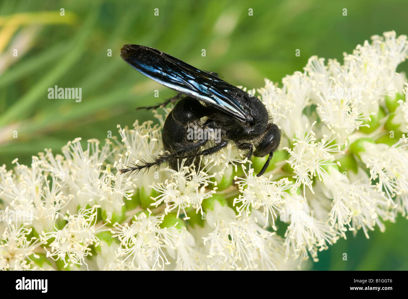 Australian male flower wasp on bottlebrush flower Stock Photo