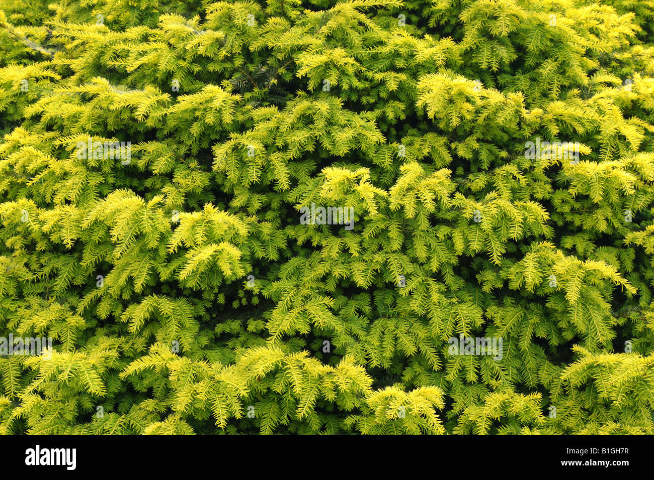 Yew tree sprouts Taxus baccata Stock Photo