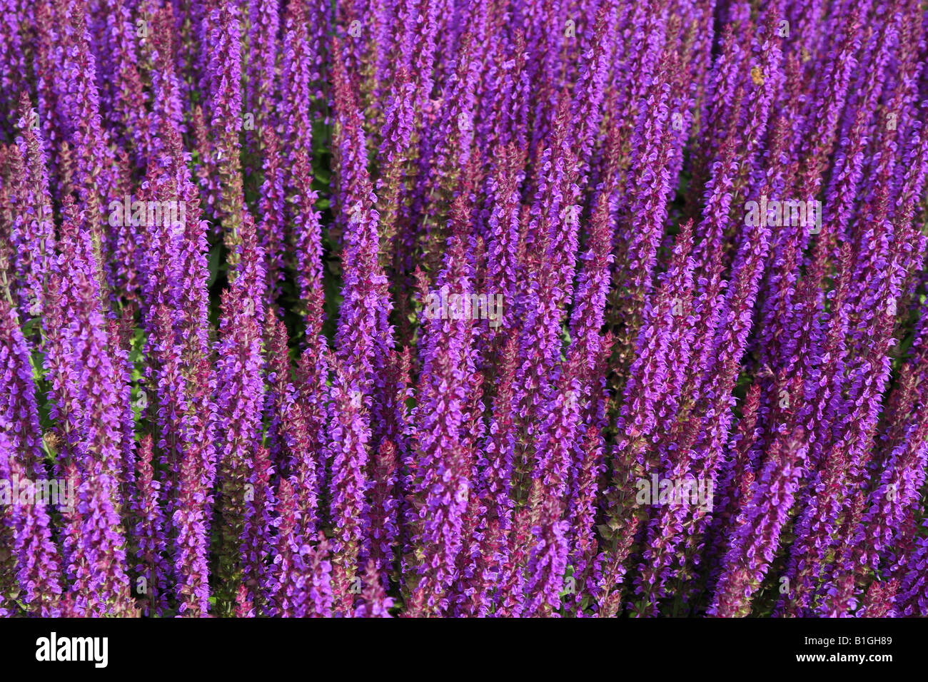 Sage rich purple violet flowers blossom Salvia "Ostfriesland Stock