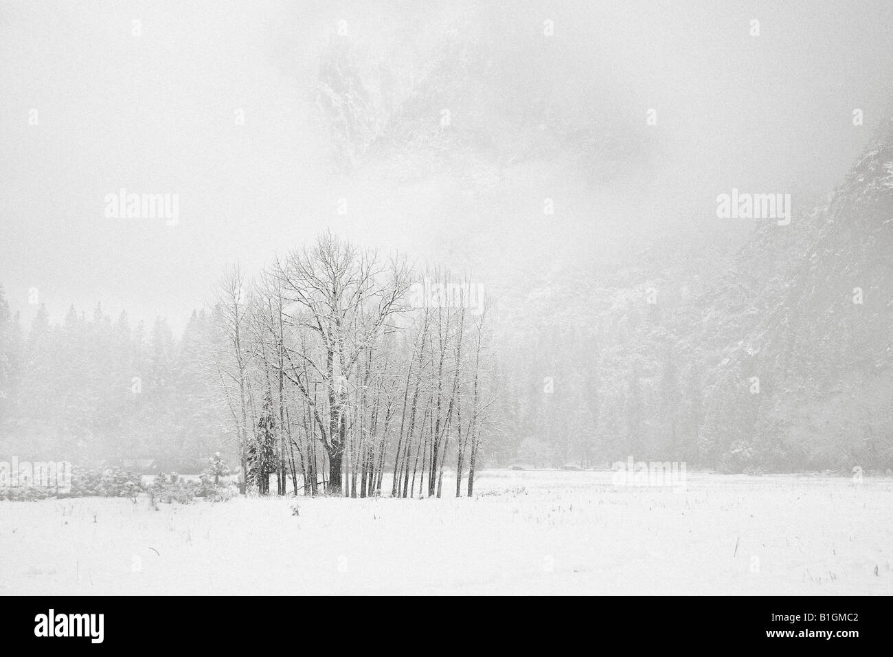 Group of Trees in Winter at Yosemite National Park Stock Photo - Alamy