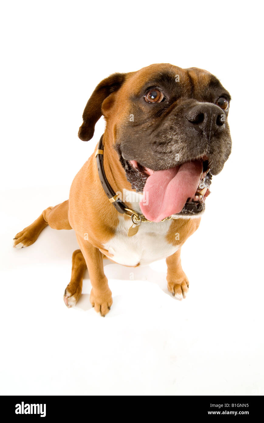 boxer dog pedigree pet ugly face animal expression tongue sticking out pant panting smile smiling hound houndop Stock Photo