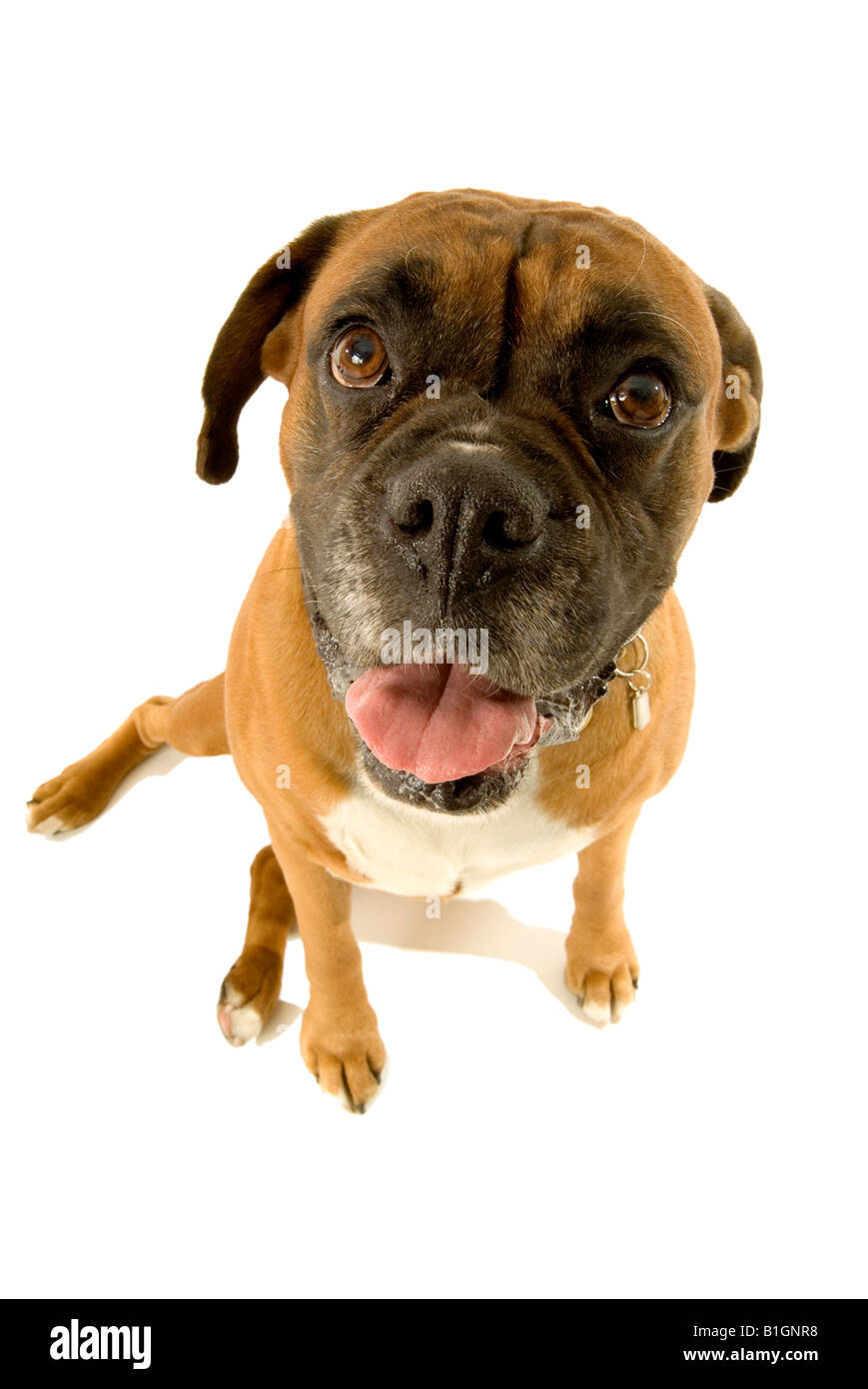 boxer dog pedigree pet ugly face animal expression Stock Photo