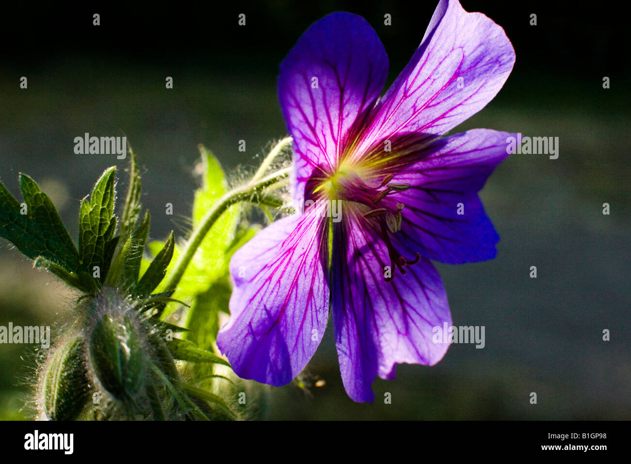 The Geranium ibericum flower in full bloom Stock Photo