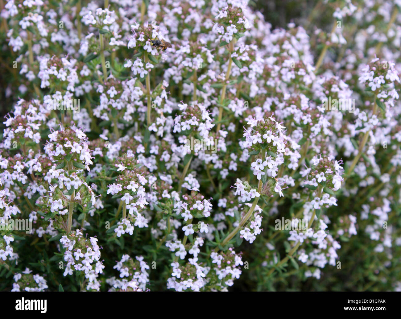 Graden thyme blossom Thymus vulgaris Stock Photo Alamy