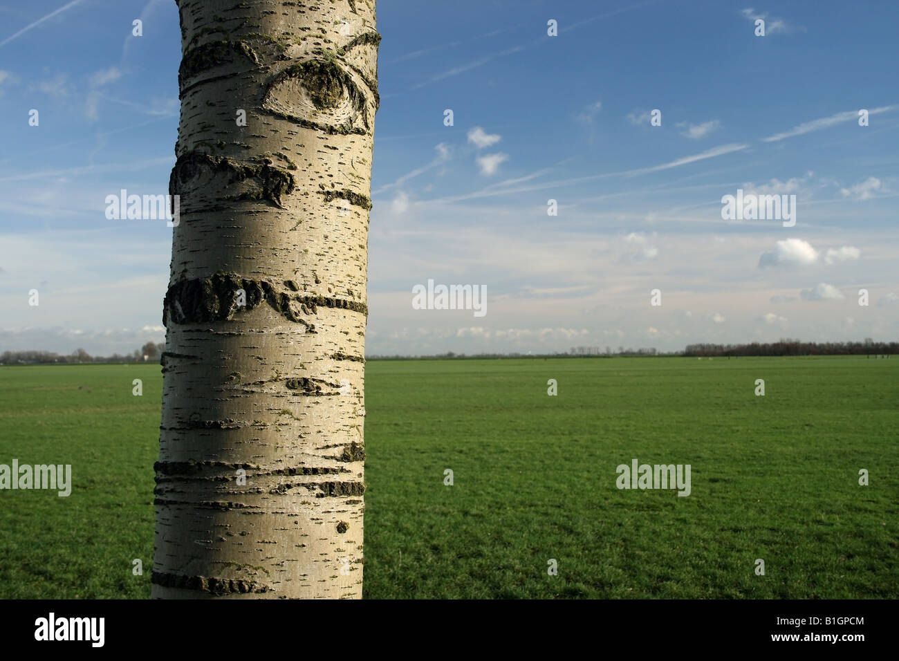 Beautiful birch tree Stock Photo Alamy