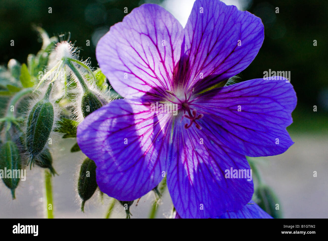 Budding Geranium ibericum flower Stock Photo