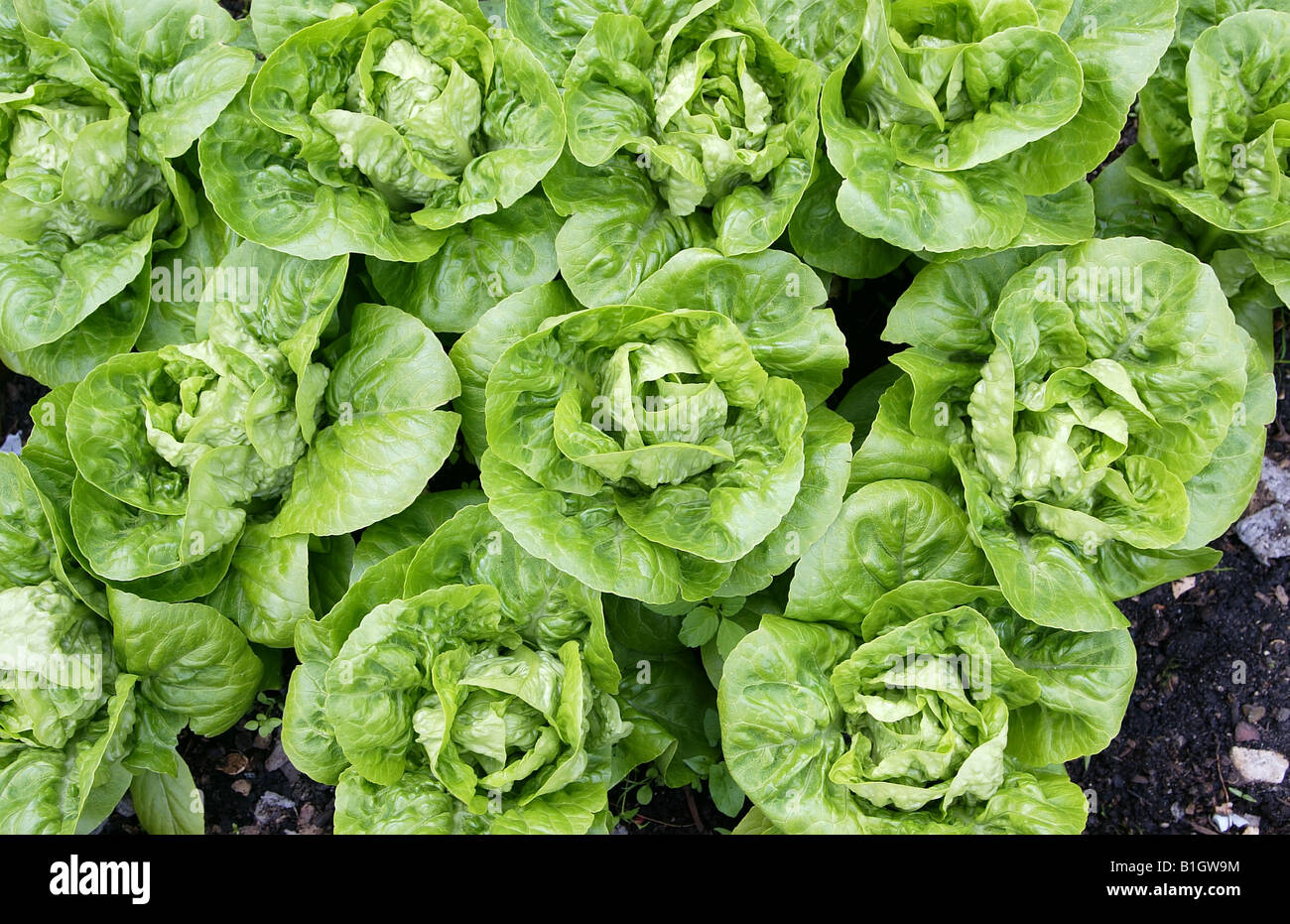 Little Gem lettuces Stock Photo