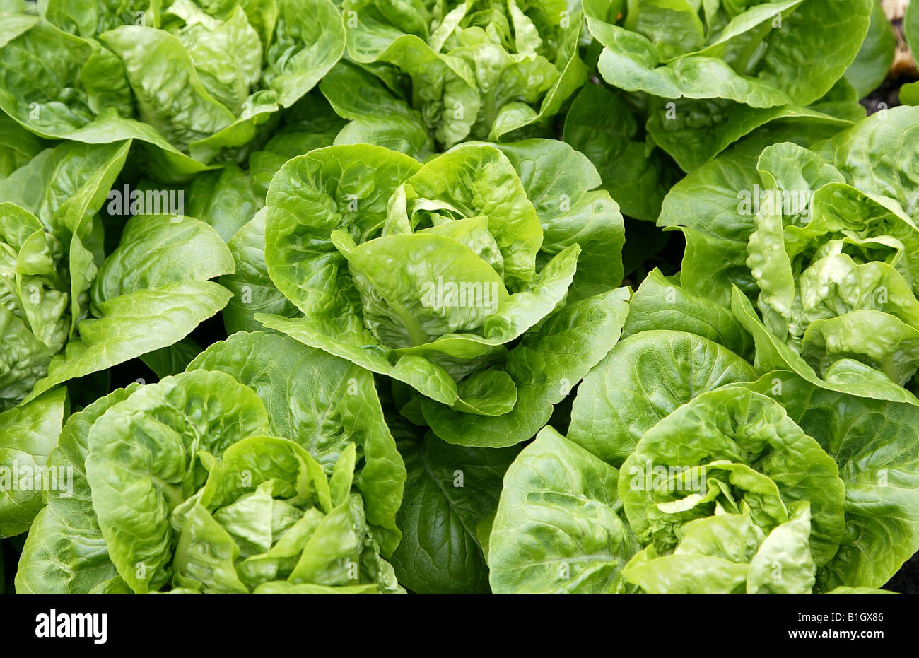 Little Gem lettuces Stock Photo Alamy