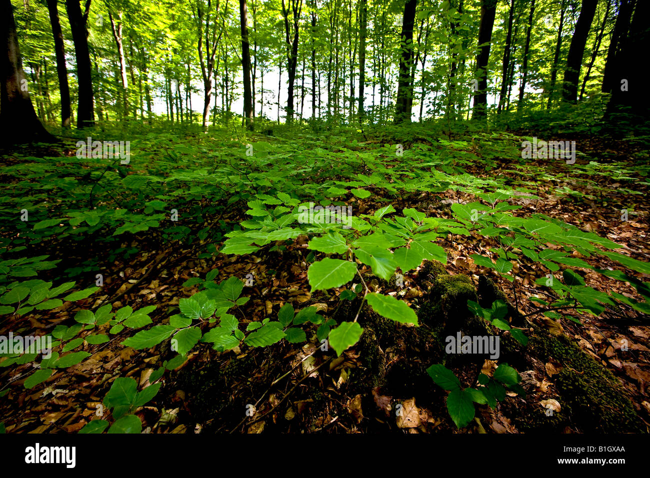 Forest floor vegetation hi-res stock photography and images - Alamy
