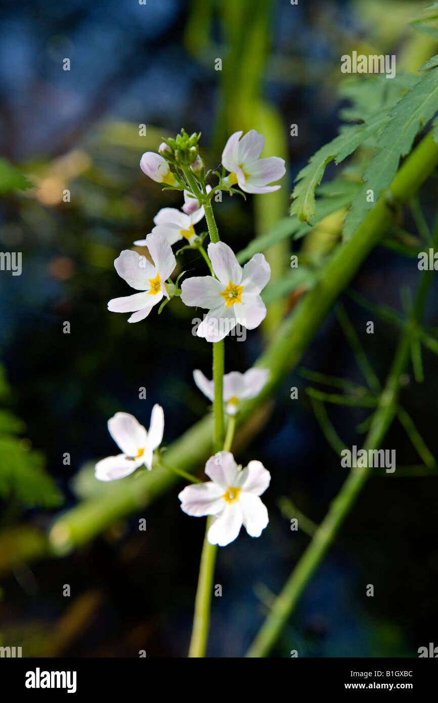 Water violet Hottonia palustris Stock Photo