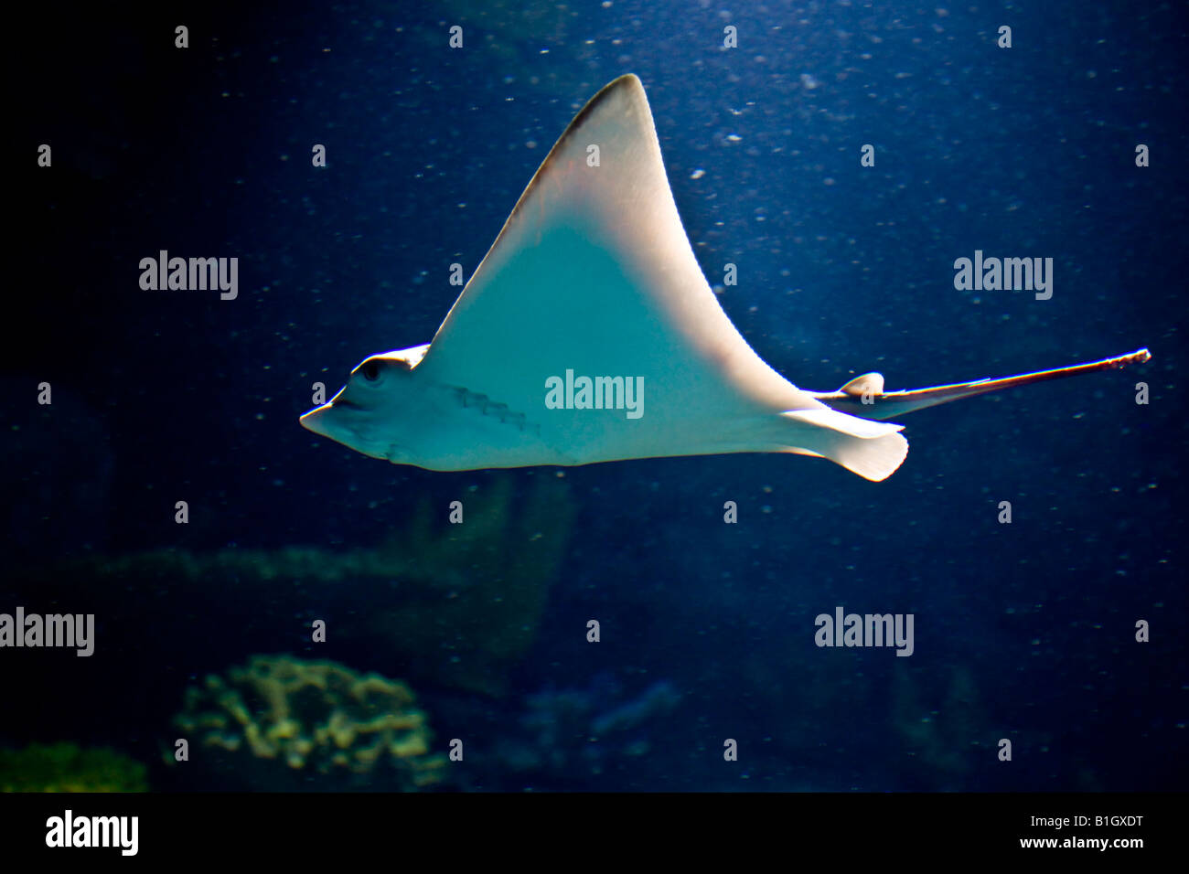 Southern Stingray Stock Photo