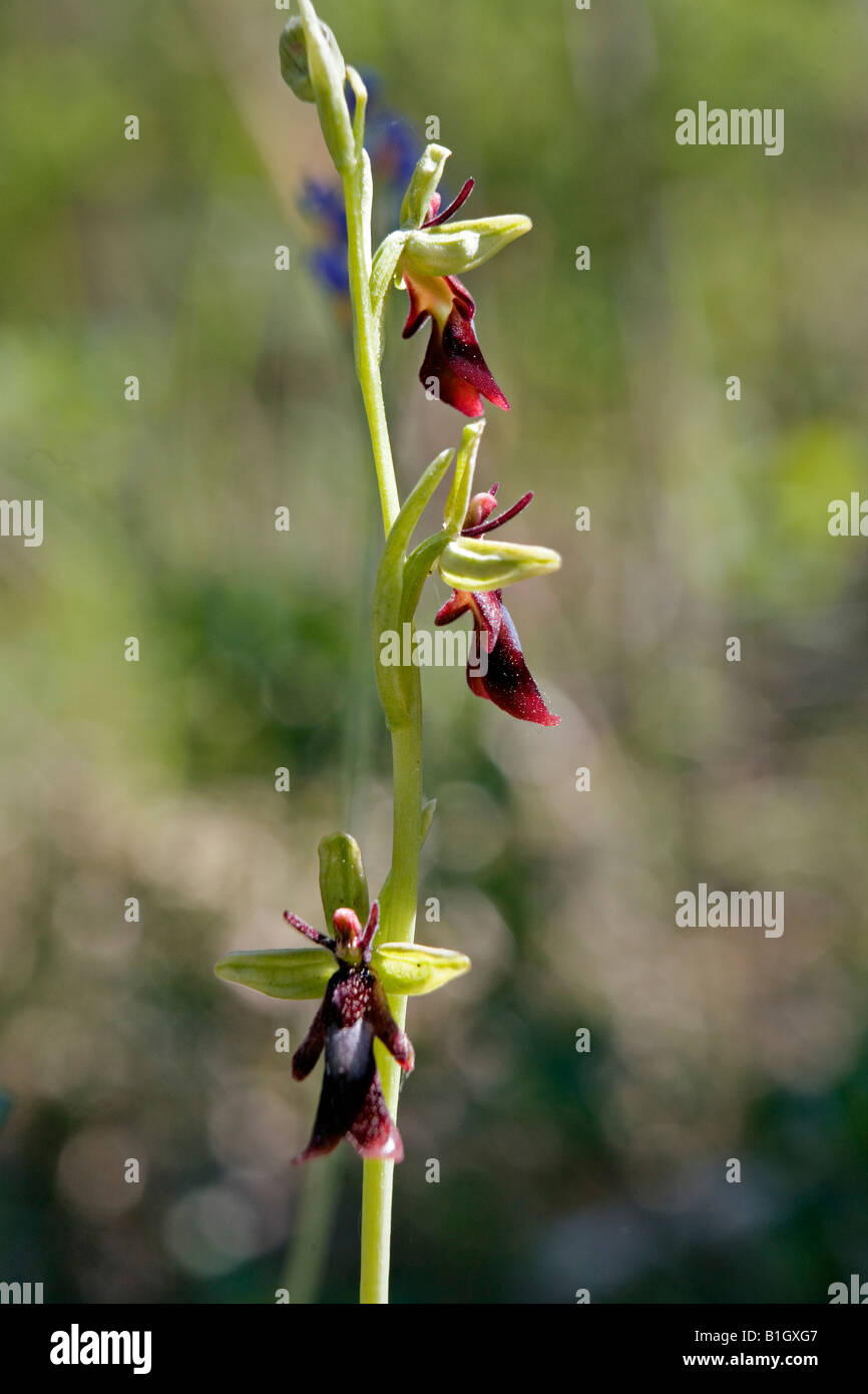 Fly Orchid Ophrys insectifera Stock Photo