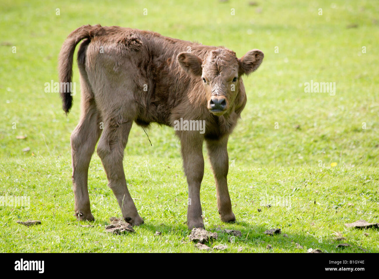 New born calf with remains of umbilical cord, standing on heathland on new  forest national park, England Stock Photo - Alamy