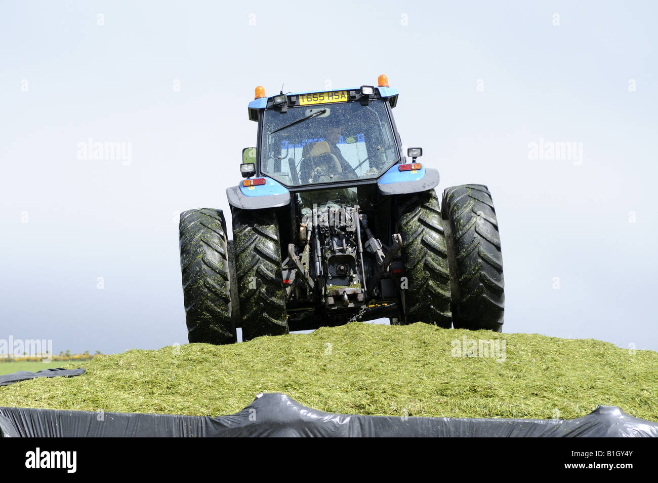 Compacting Silage held in a pit for winter cattle feed North East Scotland Stock Photo