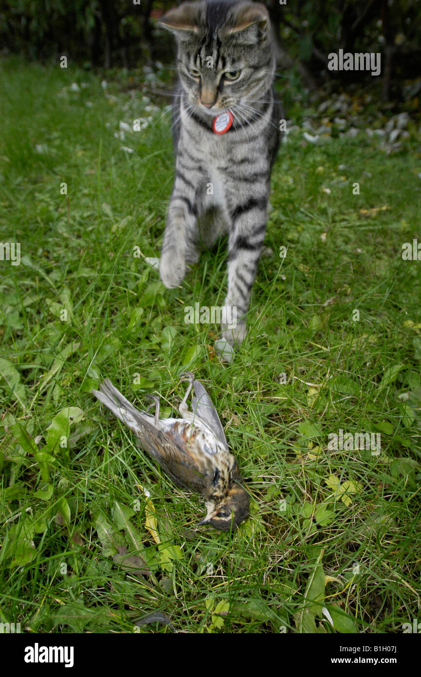 Cat attacking a small bird in Reykjavik Iceland Stock Photo