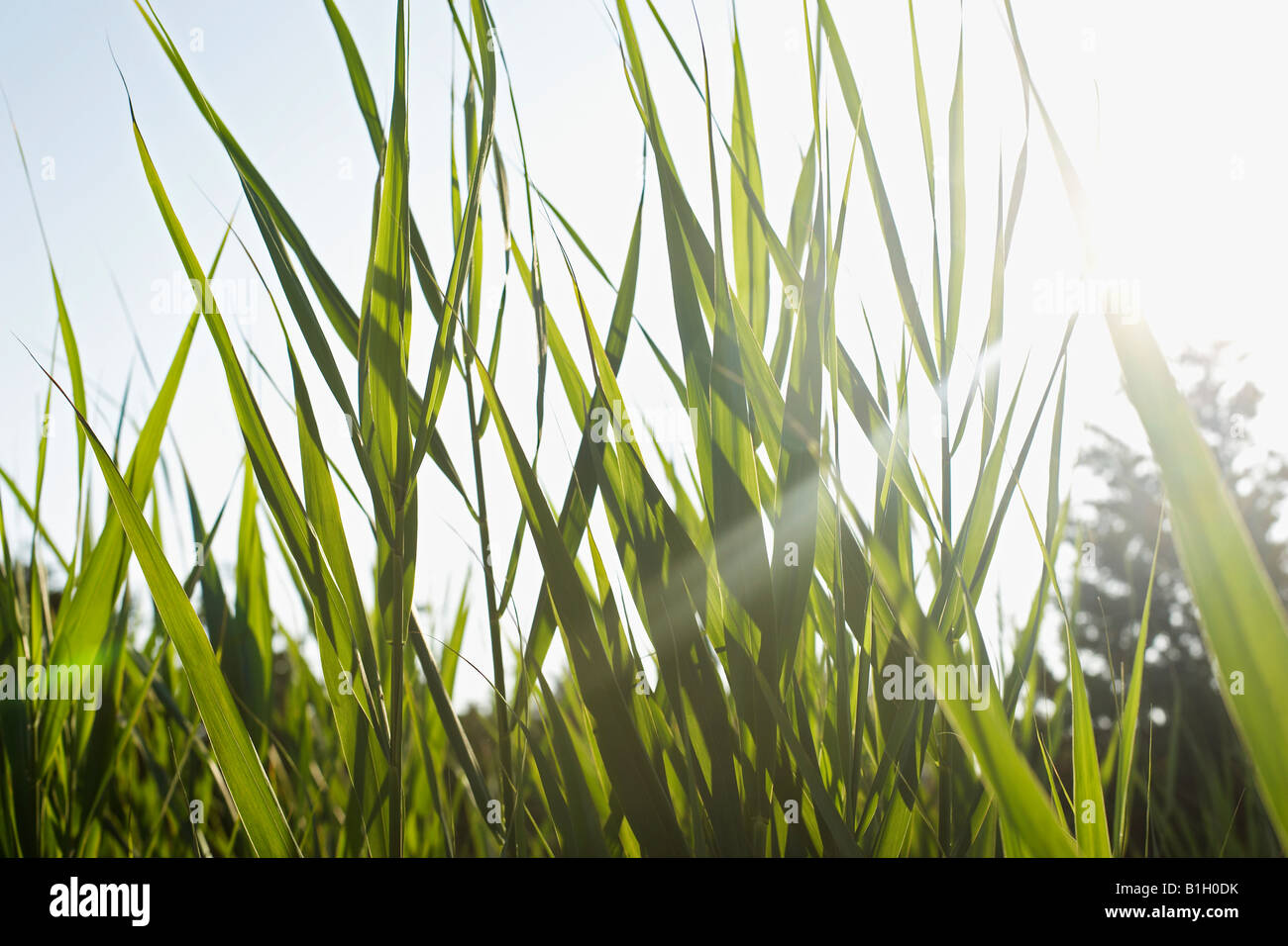 Close-up of grass in field on sunny day Stock Photo