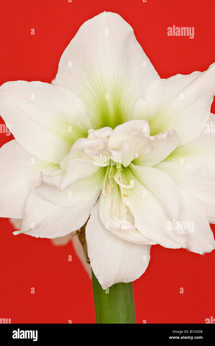 Close up of a Double Amaryllis flower 'White Nymph' against a red background Stock Photo