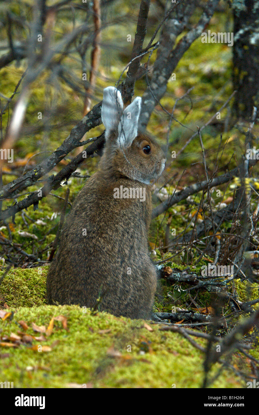 Snowshoe Hare (Lepus americanus) in a forest, Denali National Park, USA