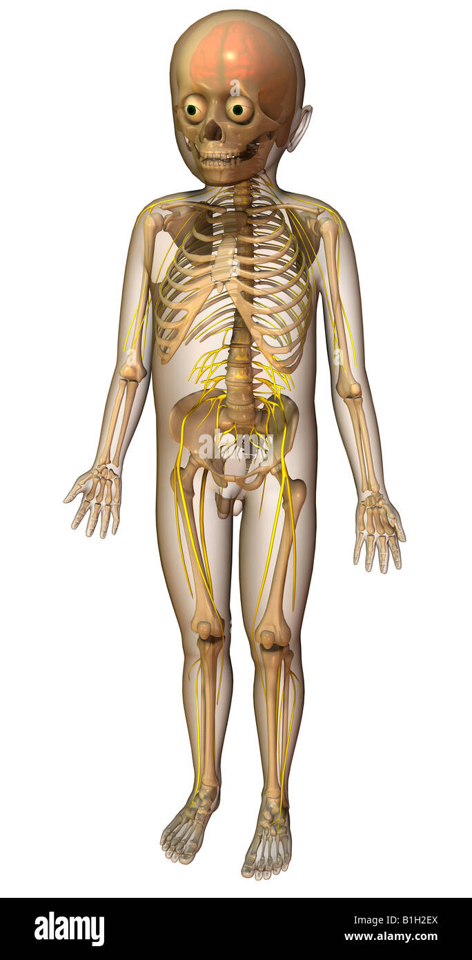 anatomy nerves skeleton Stock Photo