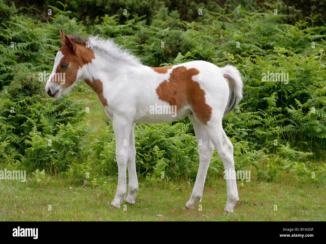 New Forest pony, piebald foal, on heathland new forest national park,England. Stock Photo