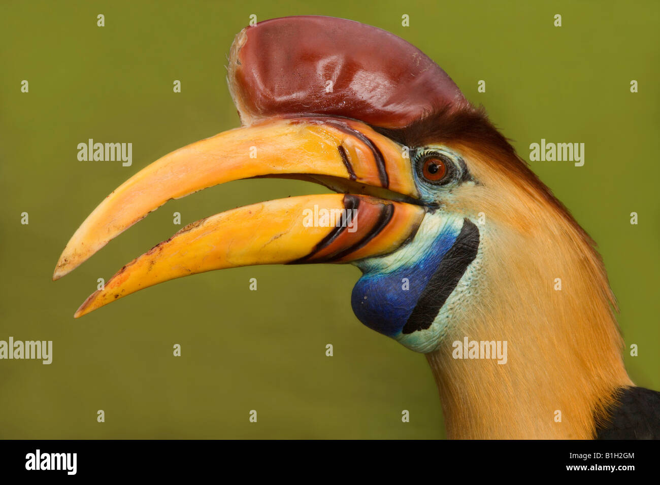 Close-up of a Sulawesi Red-Knobbed hornbill (Aceros cassidix) Stock Photo