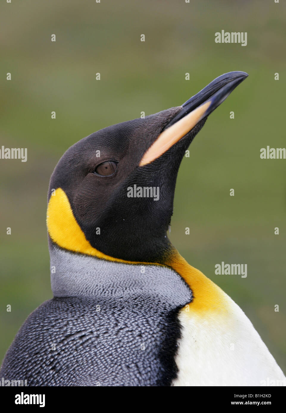 Closeup penguin beak hi-res stock photography and images - Alamy