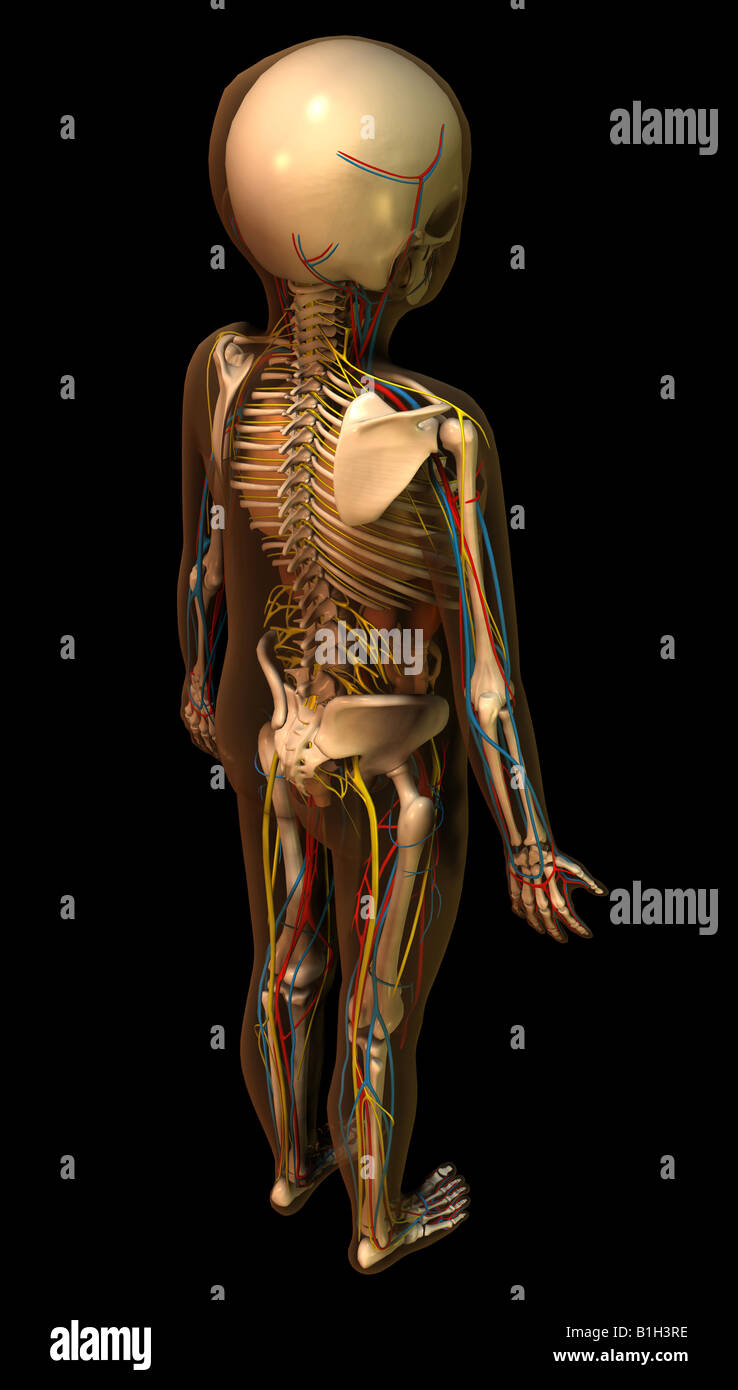 child anatomy with organs Stock Photo Alamy