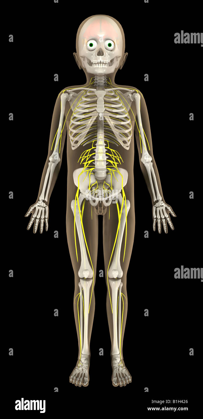 anatomy skeleton brain nerves Stock Photo