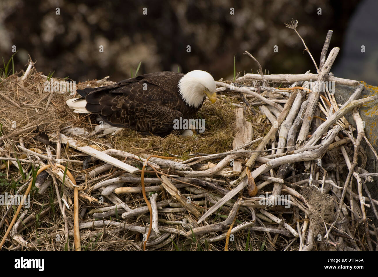 Bald eagle (Haliaeetus leucocephalus) on its nest, Unalaska Island