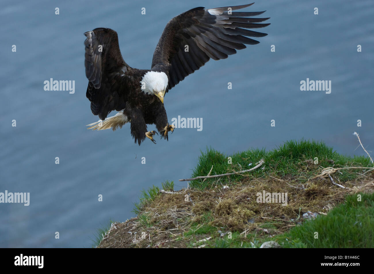 Bald eagle (Haliaeetus leucocephalus) landing on its nest, Unalaska