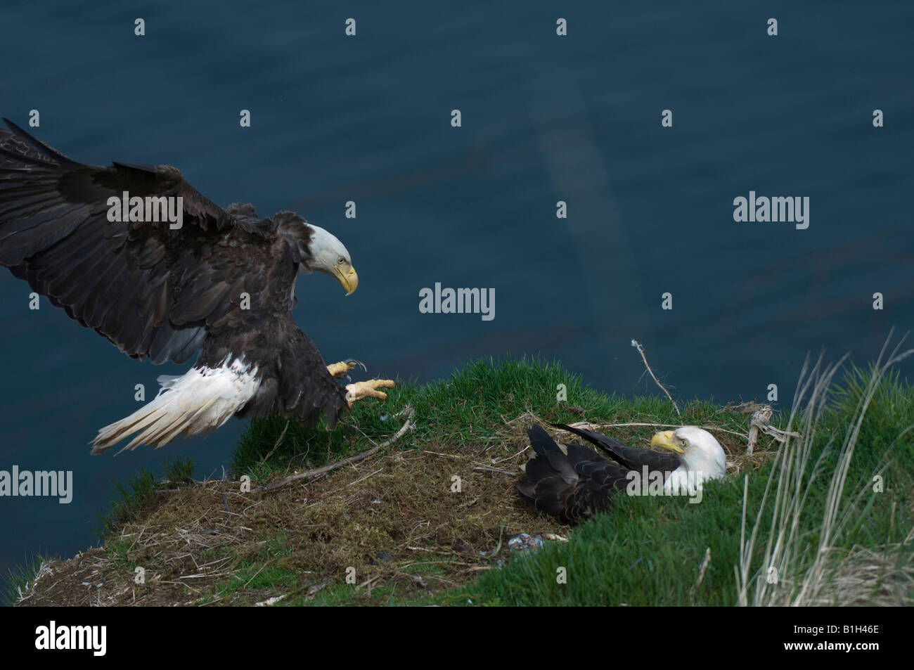 Bald eagle (Haliaeetus leucocephalus) landing on its nest, Unalaska