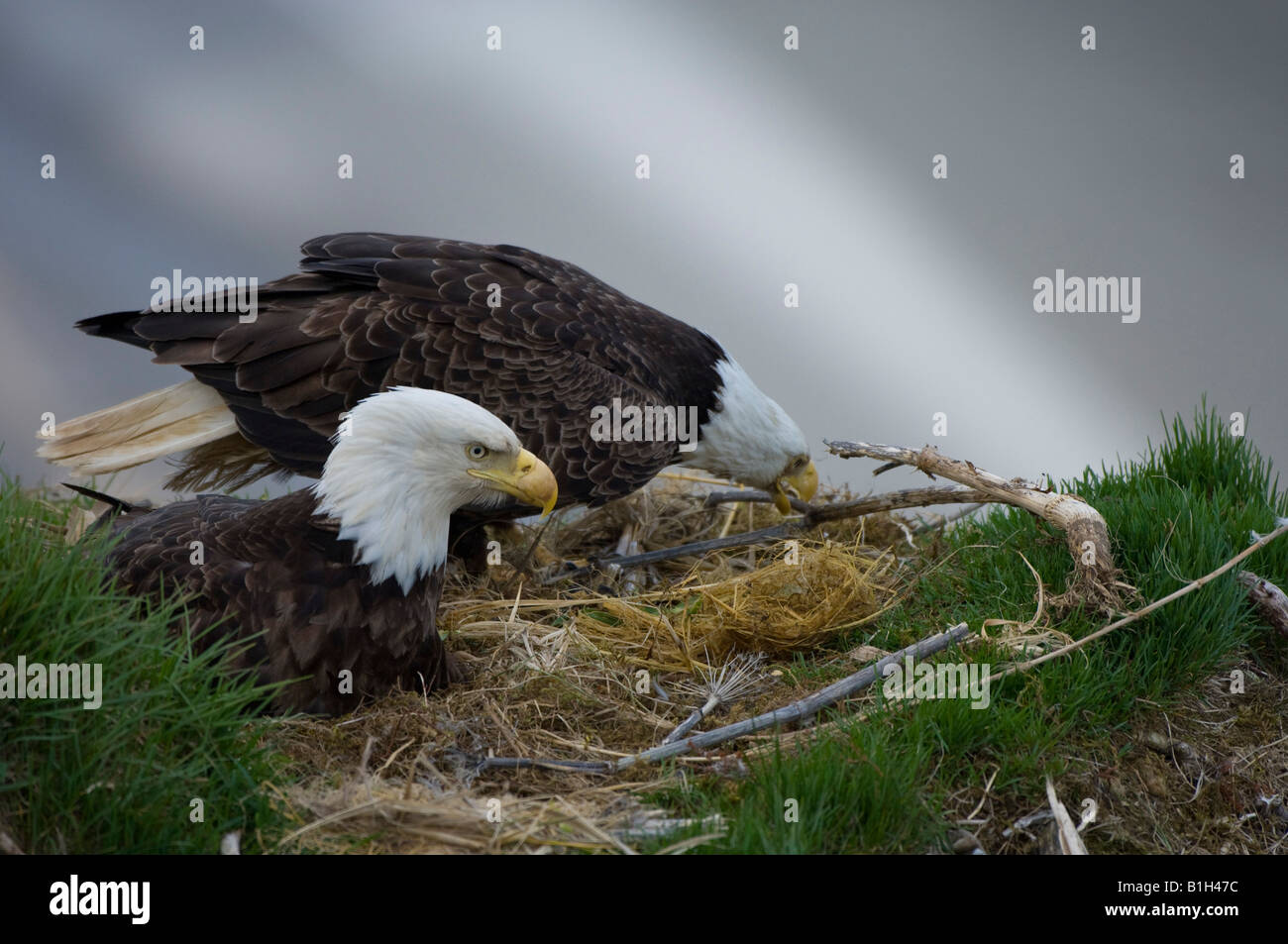 Two Bald eagles (Haliaeetus leucocephalus) on its nest, Unalaska Island