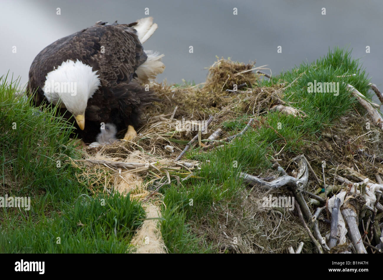 Bald eagle with its chick (Haliaeetus leucocephalus) on its nest