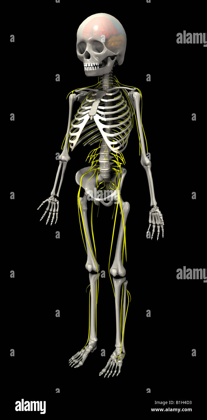 anatomy skeleton brain nerves Stock Photo