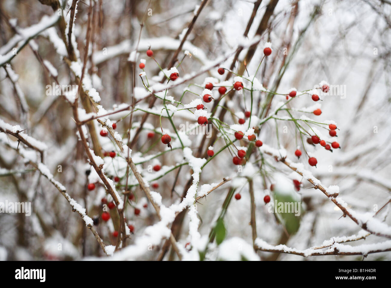 Winter Berries High Resolution Stock Photography and Images - Alamy