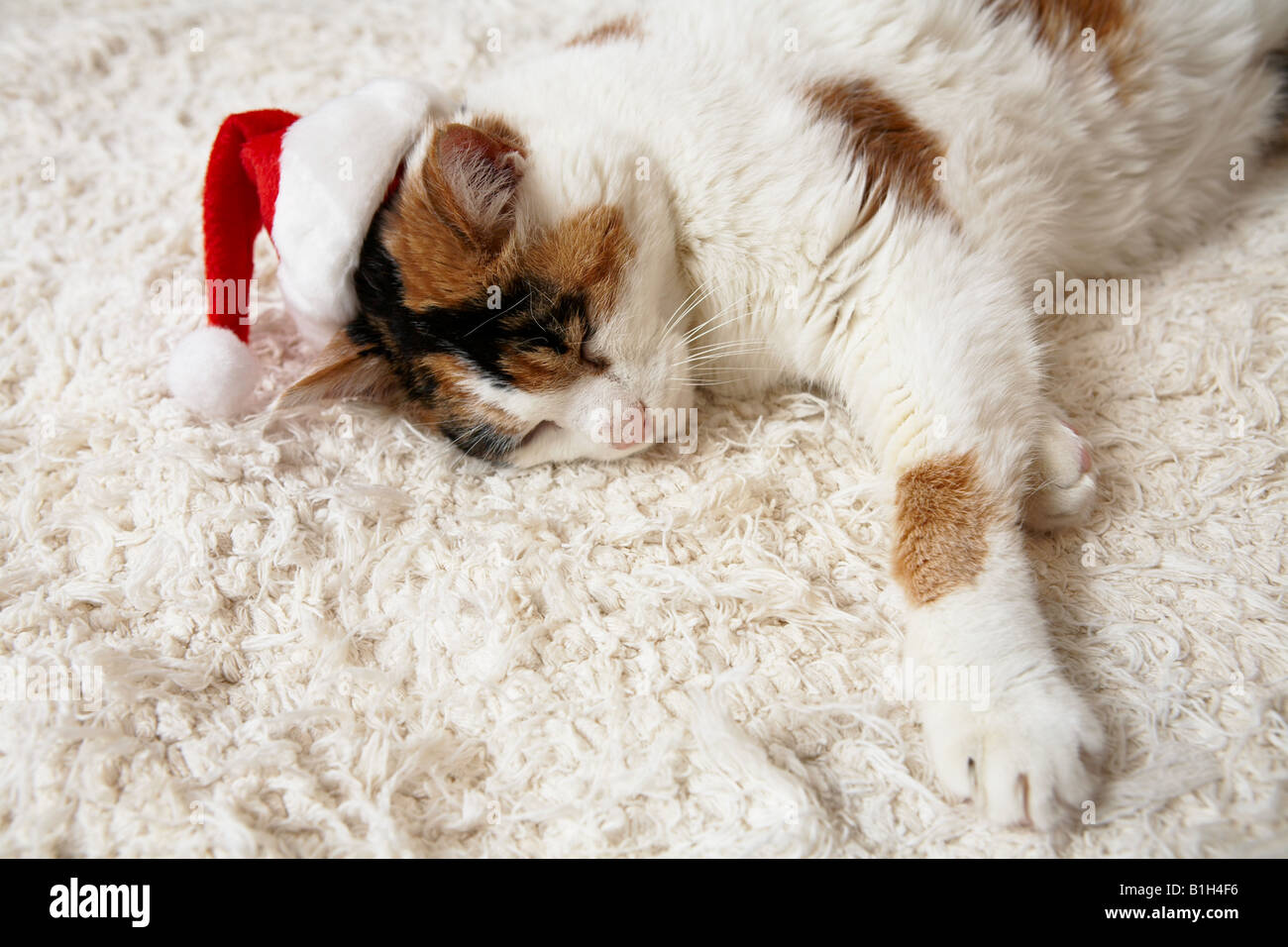cute christmas cat stock photo 18201770 alamy