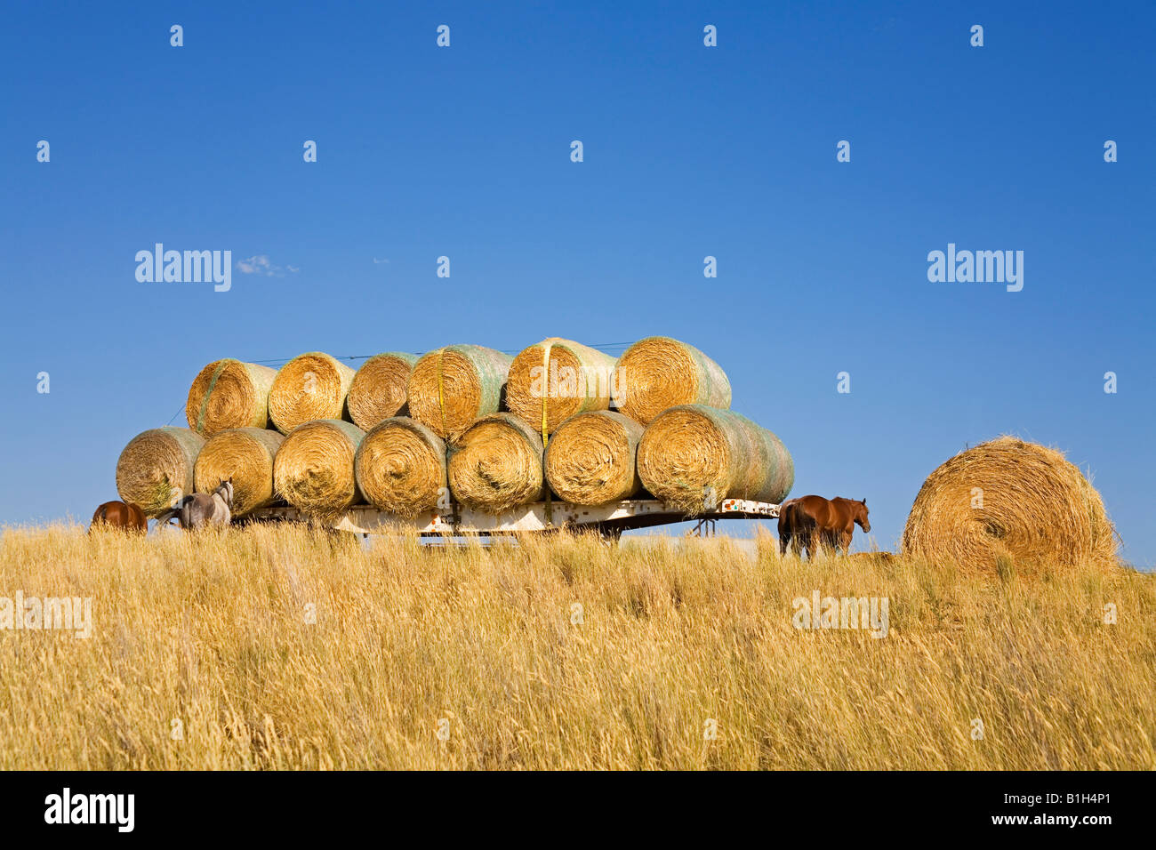 Stack of hay bales in a vehicle trailer, near Twin Bridges, Bozeman, Montana, USA Stock Photo