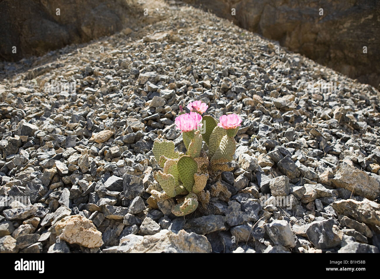 Flowering cactus on rocks Stock Photo