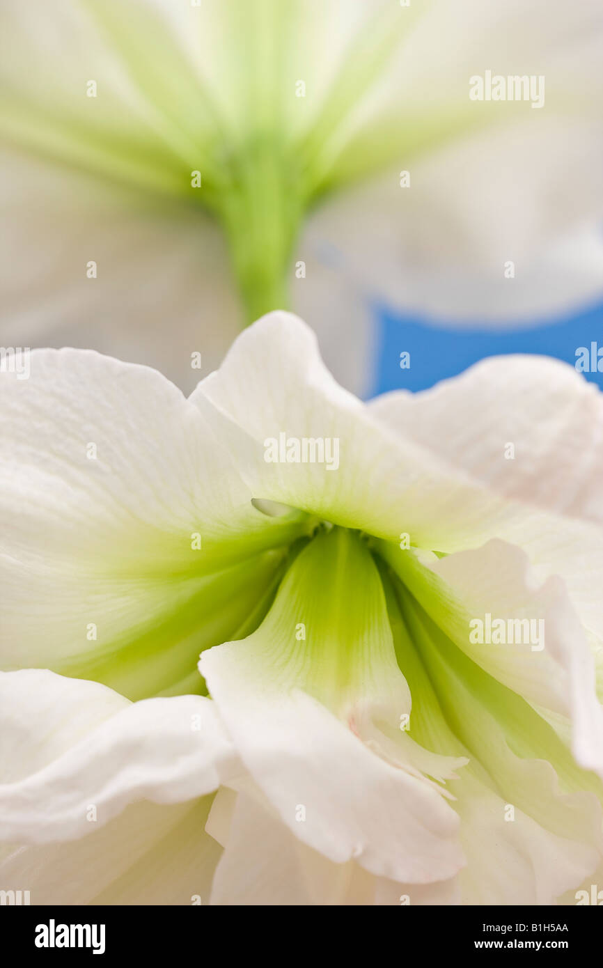 Close up of two Double Amaryllis flowers 'White Nymph' against a blue background Stock Photo