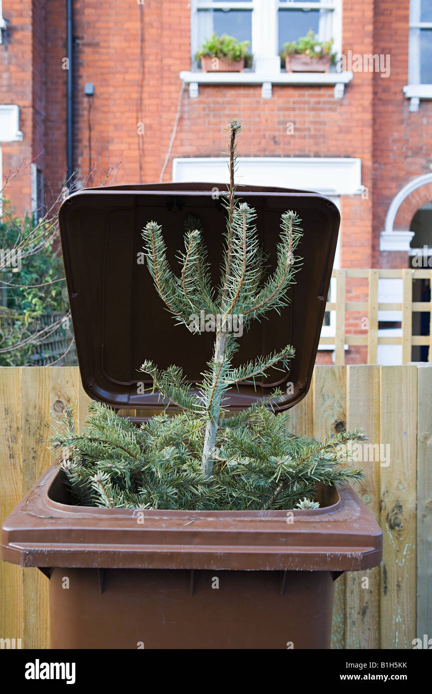 Chirstmas tree in wheelie bin Stock Photo Alamy