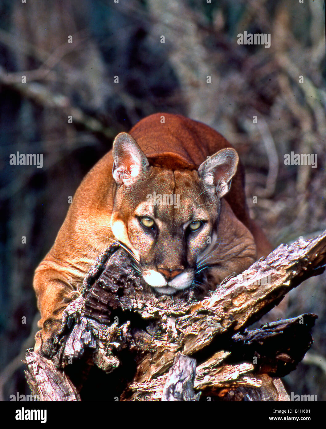 Florida panther (Puma concolor coryi) on a tree stump, Everglades National  Park, Florida, USA Stock Photo - Alamy