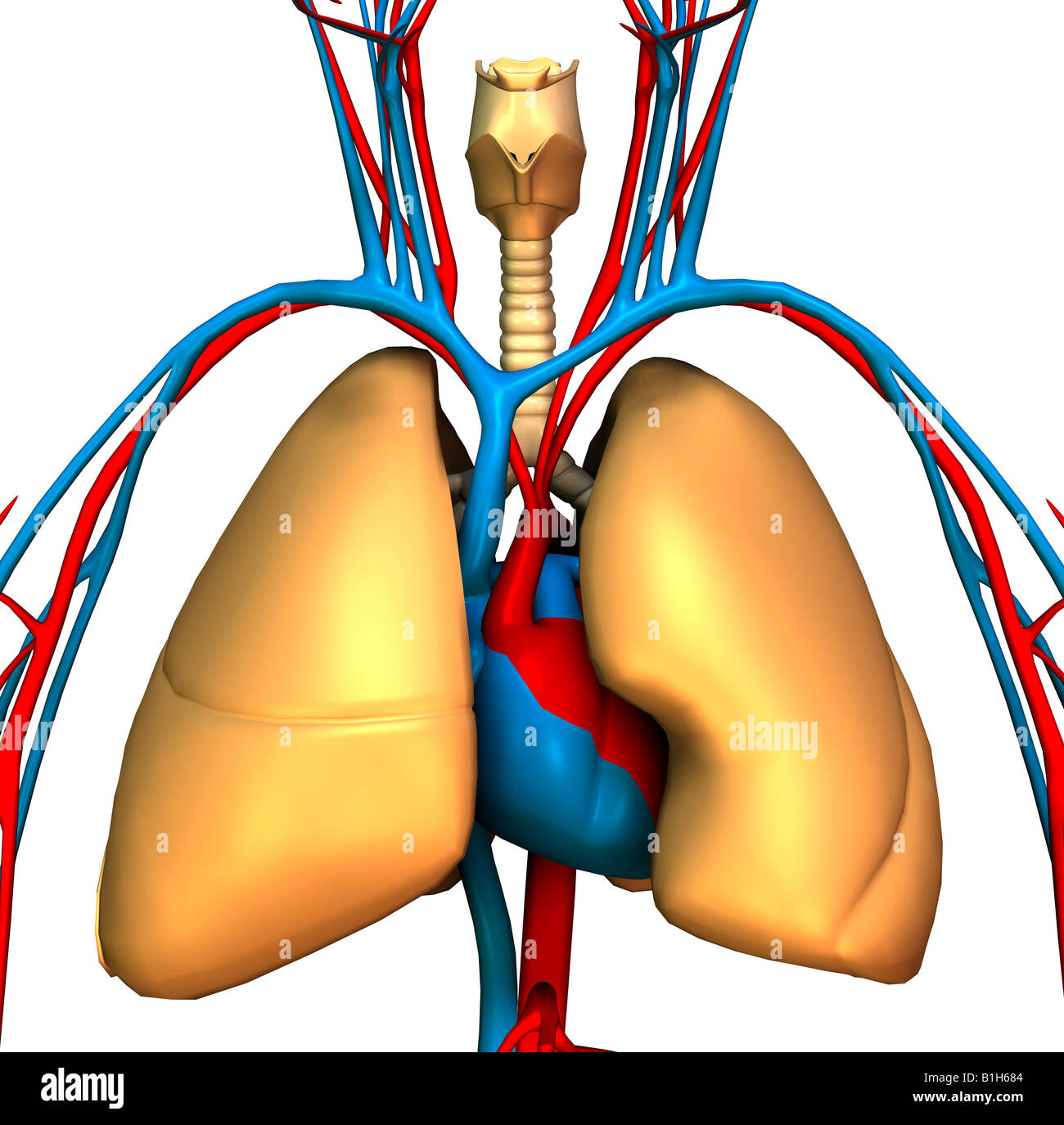 Heart blood vessels lungs high resolution stock photography and images