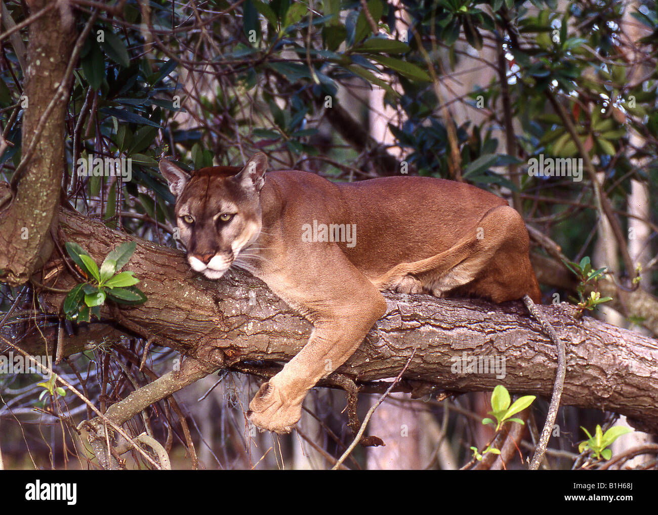 Florida panther (Puma concolor coryi) on a tree, Everglades National Stock  Photo - Alamy